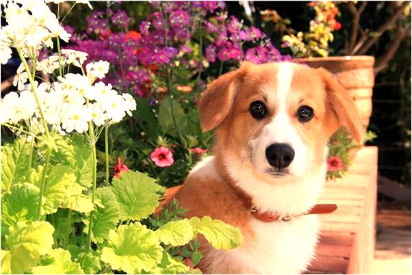 夢見總想尿尿預示什麼_周公解夢官網