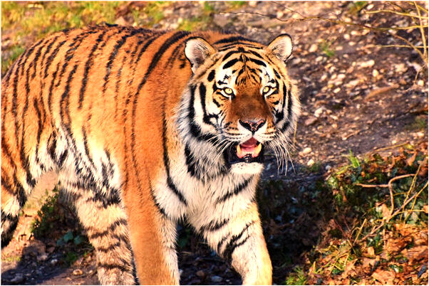 夢到朋友敲詐勒索別人啥意思_周公解夢官網