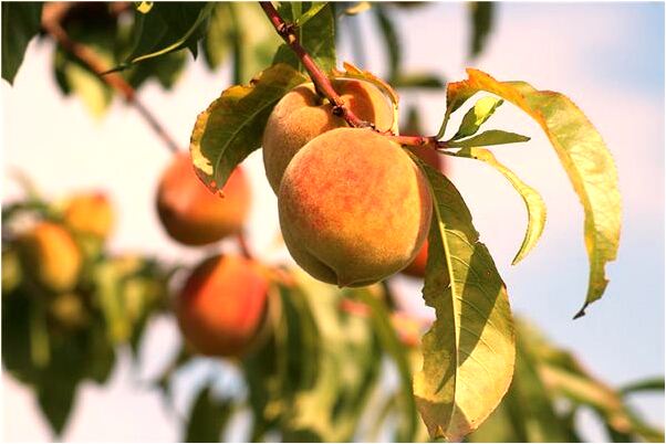 夢到了清椒和洋芋是凶兆還是吉兆_周公解夢官網