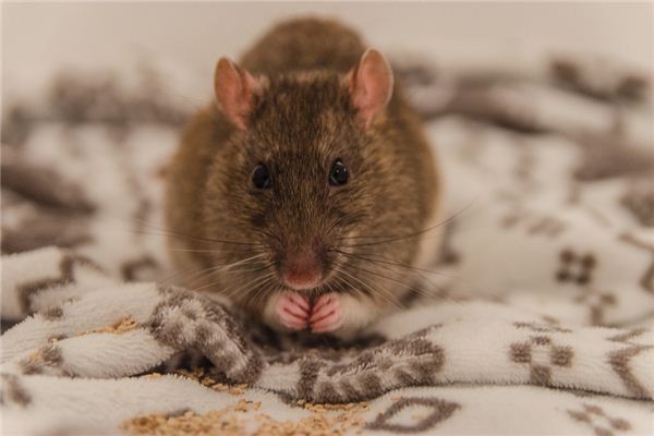 屬鼠的人2019年運程_十二生肖