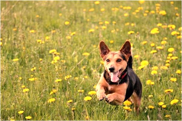夢到他人在挖花生是什麼徵兆_周公解夢官網
