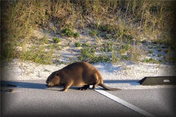 最享福的鼠是幾月_十二生肖