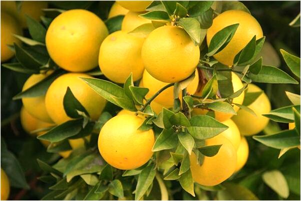 夢到了買雞鴨代表著什麼_周公解夢官網