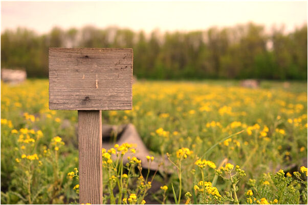 夢到和別人一起偷西瓜是什麼兆頭_周公解夢官網