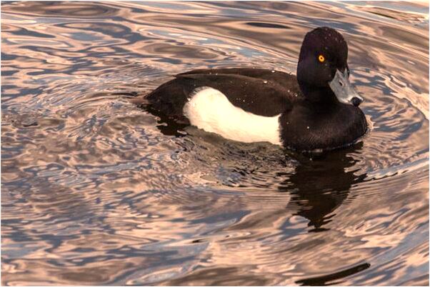夢到了掐死了自己剛生的小孩是什麼預兆？_周公解夢官網