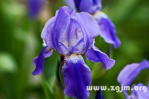 Dream of irises