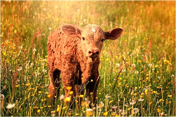 夢見刀切肥肉啥意思_周公解夢官網