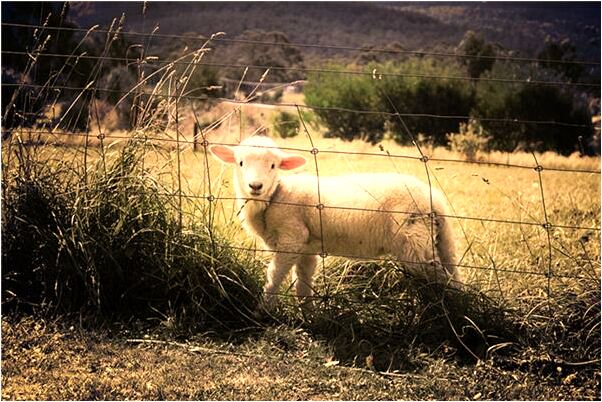 夢見一群大白鵝是什麼意思_周公解夢官網