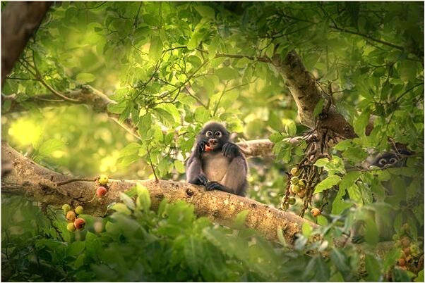 夢見親人被蛇襲擊預示什麼_周公解夢官網