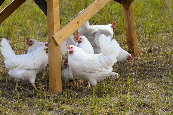 夢到沒毛雞好不好_周公解夢