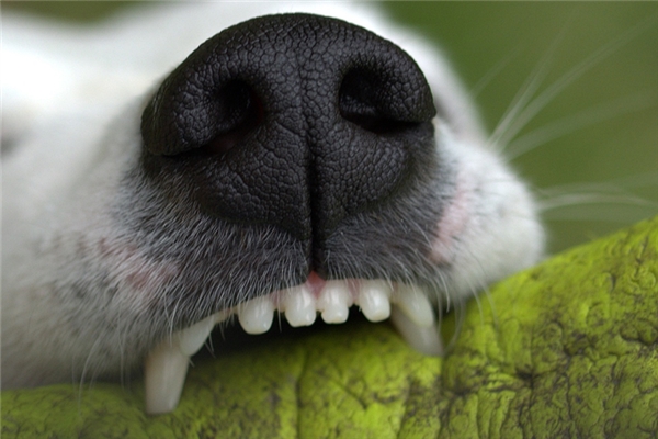 夢到了被狗咬到了右邊手臂怎么回事_周公解夢