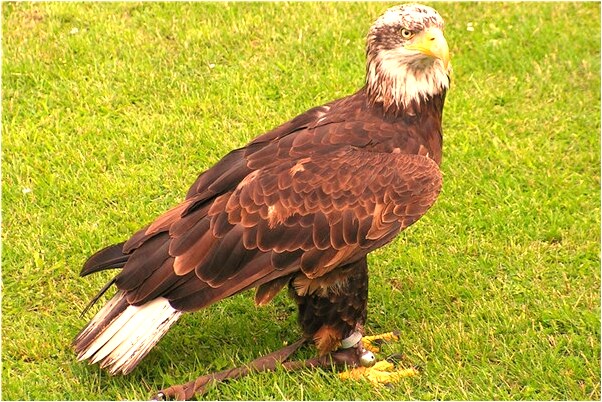 夢到了和戀人親嘴代表著什麼？_周公解夢官網