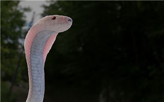 蛇人一生財運和婚姻_十二生肖