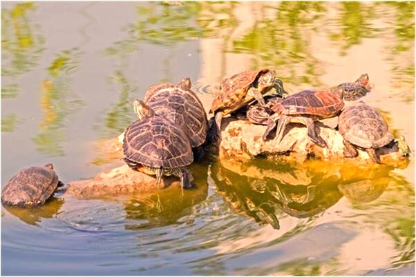 夢見洗碗沒洗完代表著什麼_周公解夢官網