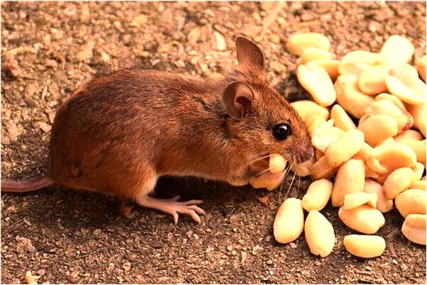 夢到戴假牙是啥意思_周公解夢官網