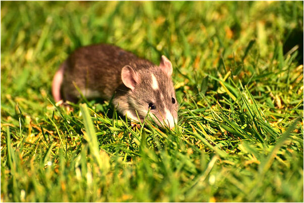 夢到老家鄰居是什麼意思_周公解夢官網