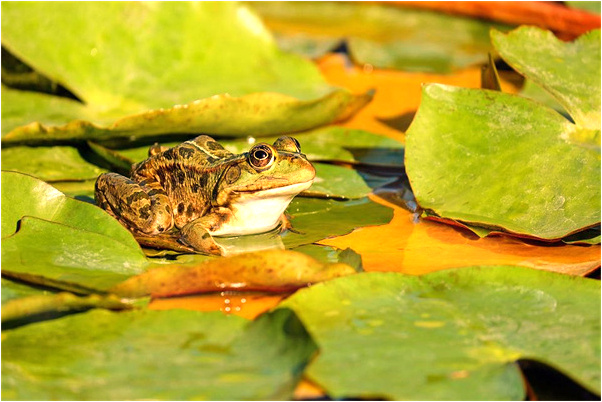 夢到豬埋拉的屎有什麼含義_周公解夢官網