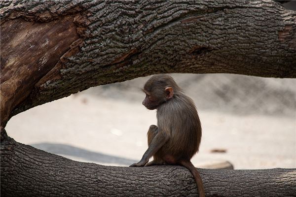 2020年屬猴運勢_十二生肖