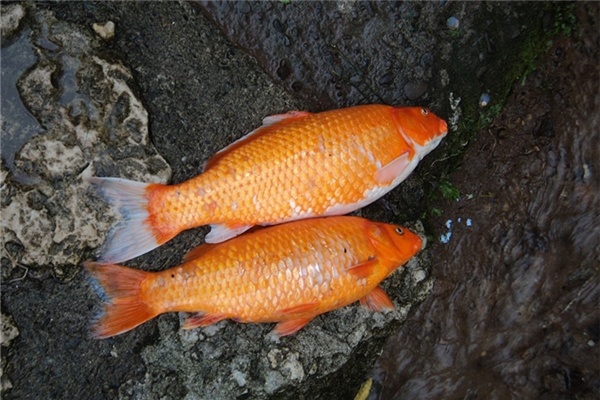 夢到河裡有死魚是什麼意思_周公解夢