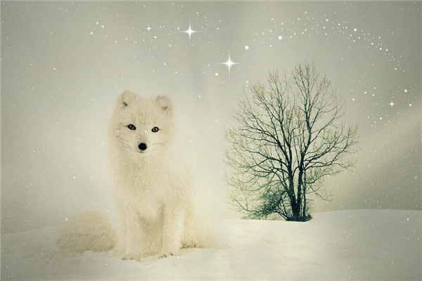 夢到白狐狸意味著什麼_周公解夢