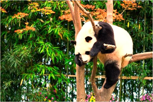 夢到蛇長爪子會是什麼預兆_周公解夢官網