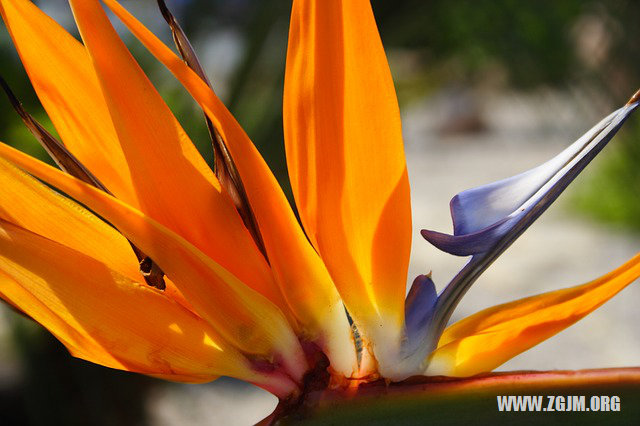 夢見被狗纏著_周公解夢夢到被狗纏著是什麼意思_做夢夢見被狗纏著好不好_周公解夢官網