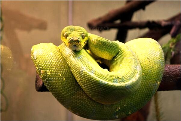 夢見親人出血意味什麼_周公解夢官網