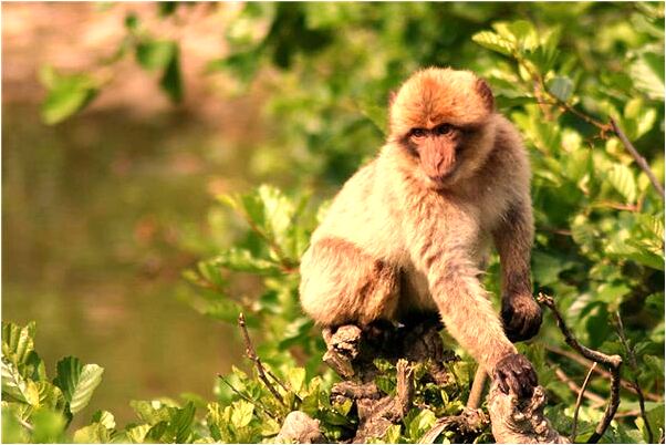 夢到自家豬餵在廁所里會是什麼預兆_周公解夢官網