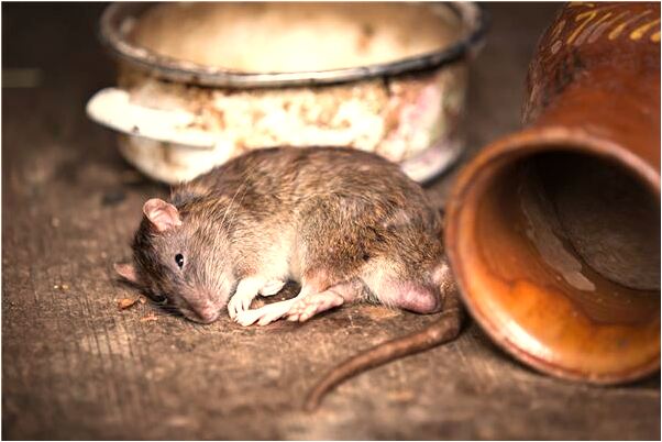 夢到丈母娘放風箏是好是壞_周公解夢官網