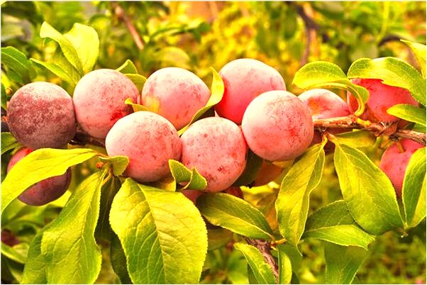 夢見自己喜歡的人的老婆怎么樣_周公解夢官網