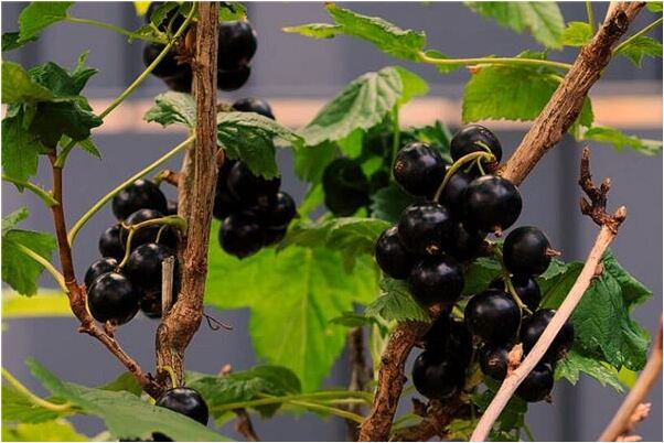 夢到女朋友跟朋友做愛怎么樣_周公解夢官網