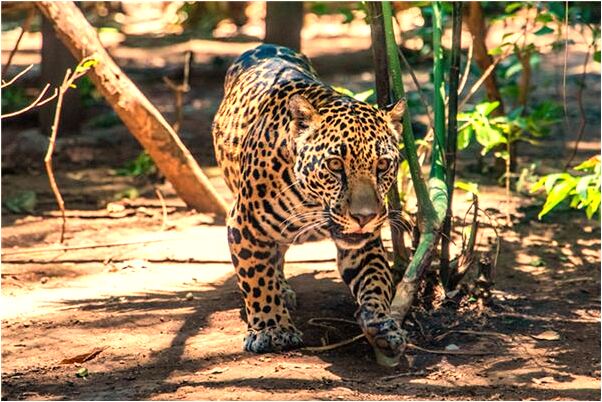 夢到了李雪梅是什麼兆頭_周公解夢官網