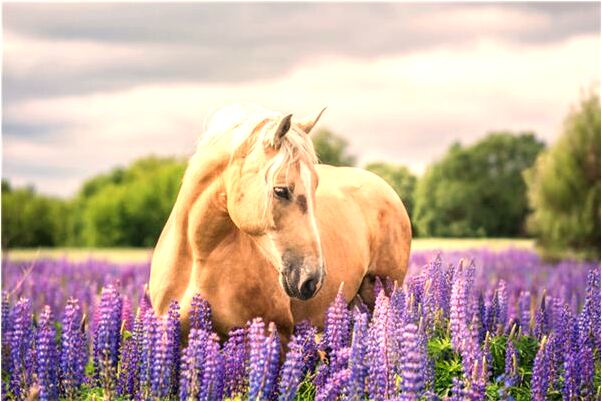夢到爸媽買了車的預兆_周公解夢官網