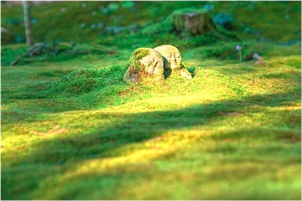 夢到了在山坡上遠看月色如銀代表著什麼_周公解夢官網