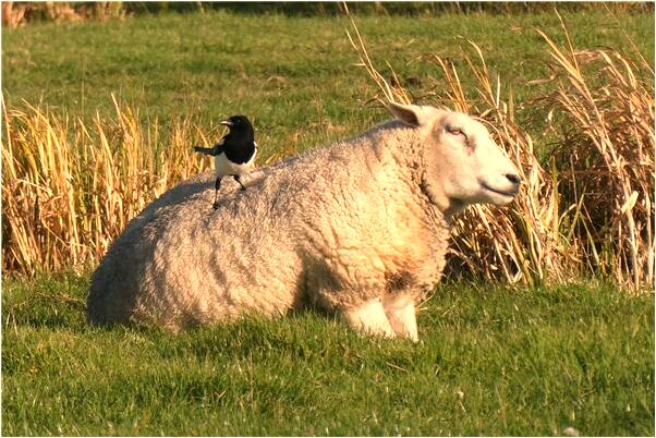 夢到我是男友了會是什麼預兆_周公解夢官網