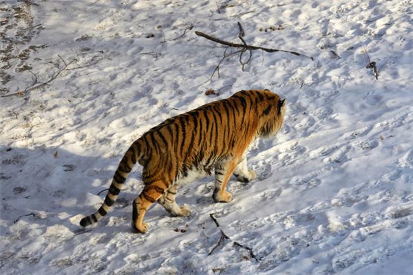 屬虎的運勢_十二生肖