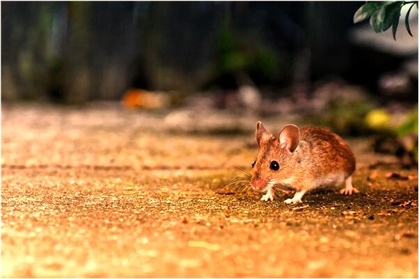 夢到養小狼啥意思_周公解夢官網