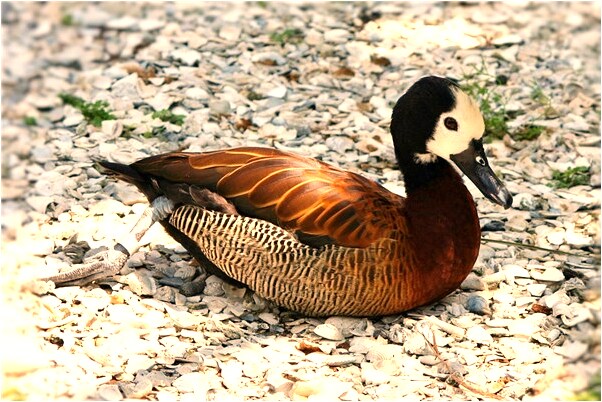 夢到了紅色的車把自己撞死是咋回事_周公解夢官網