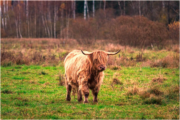 夢見撿鉗子是啥意思_周公解夢官網