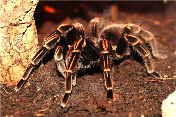 夢見妻子與媽媽吵架是什麼意思？_周公解夢官網