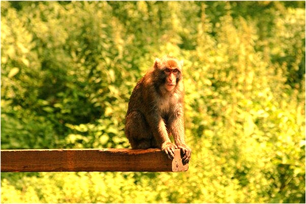 夢到一堆黃土是凶兆還是吉兆_周公解夢官網
