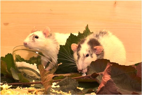 夢到了和孩子的老師談戀愛是不是好的徵兆呢_周公解夢官網