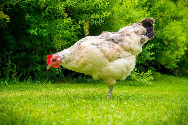 屬雞2021年幾月結婚好_十二生肖