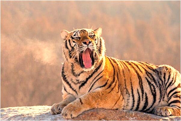 夢到了大蟒蛇纏住意味著什麼_周公解夢官網