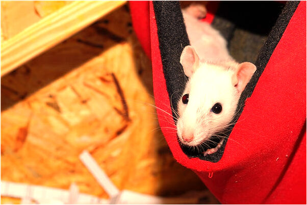 夢到在污水坑裡撿東西是好是壞_周公解夢官網