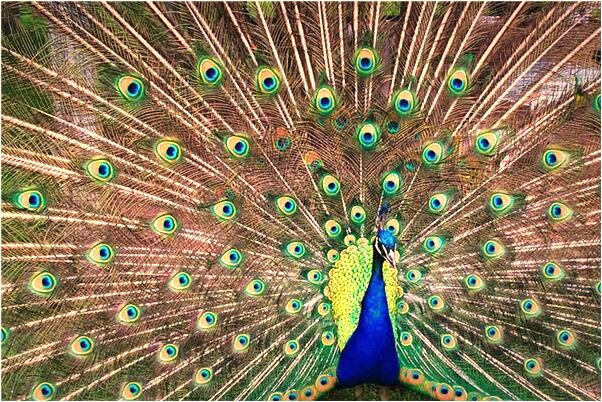 夢見腳上有土是什麼啟示_周公解夢官網