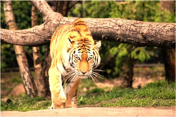 夢到老婆被男人剃頭怎么回事_周公解夢官網