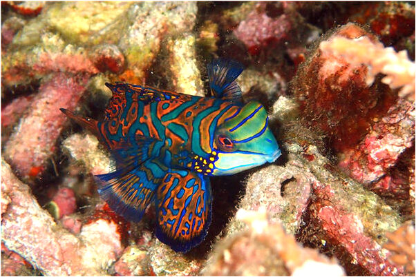 夢到了火車被攔怎么說_周公解夢官網