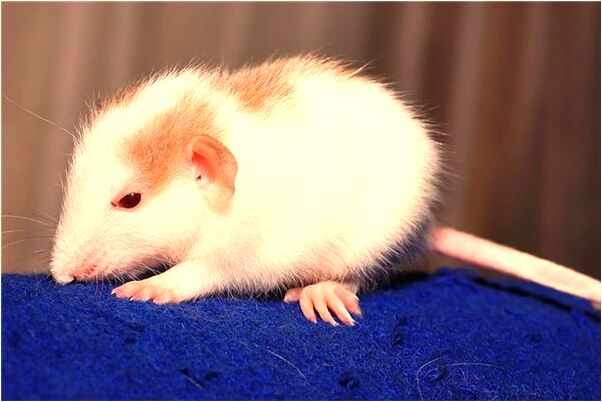 夢見坐飛機到國外旅行代表什麼_周公解夢官網