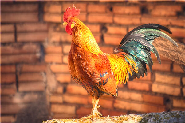 夢到我在蛇肚裡有什麼預兆_周公解夢官網